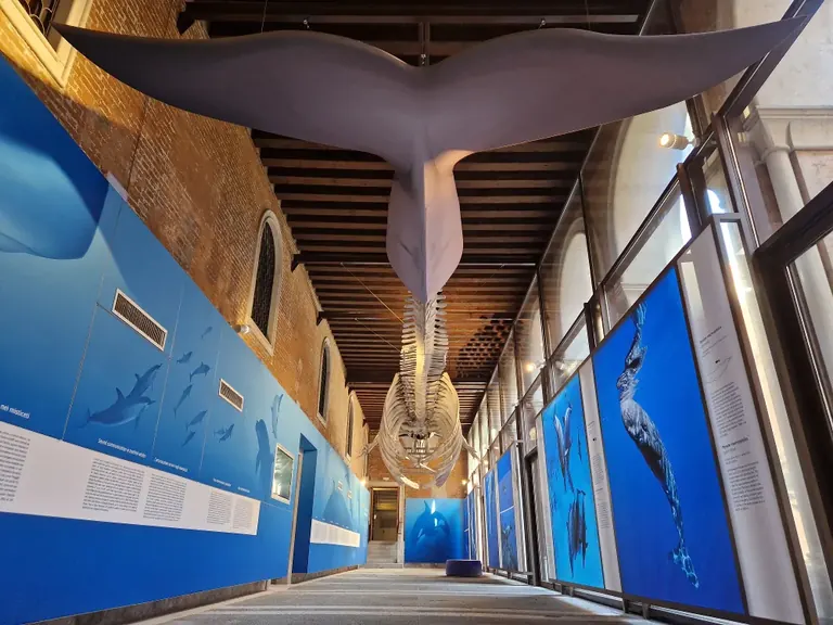 Squelette de rorqual commun suspendu dans la galerie des cétacés