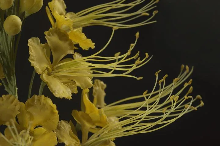 مجسّم زجاجي من صنع بلاشكا لنبات Caesalpinia pulcherrima، المعروف باسم فخر بربادوس، رقم 569، صُنع عام 1895