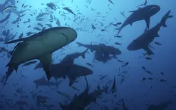 Poster image for Swimming with Sharks at the Harvard Museum of Natural History