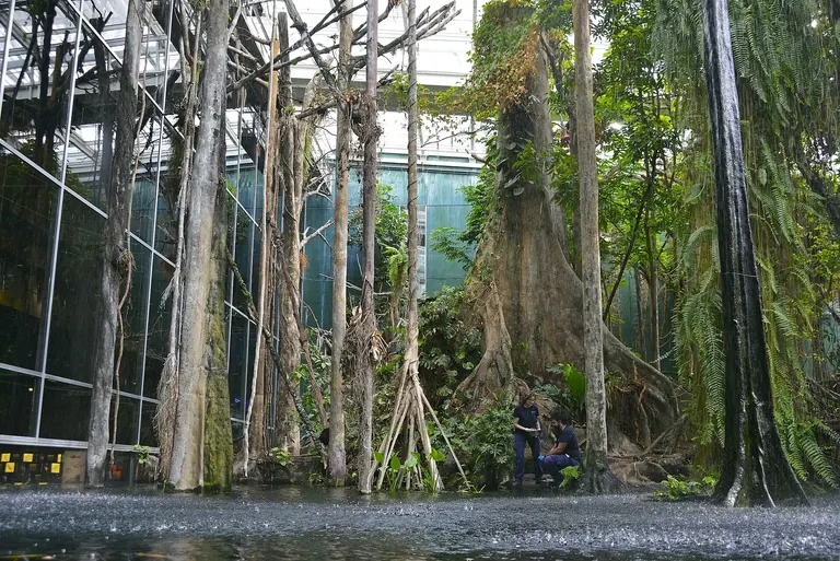 The Flooded Forest Amazon rainforest exhibit at CosmoCaixa