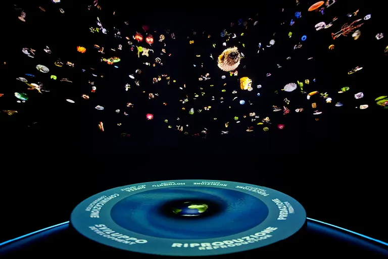 Salle d’exposition de The Strategies of Life, sur la forme et la fonction chez les êtres vivants