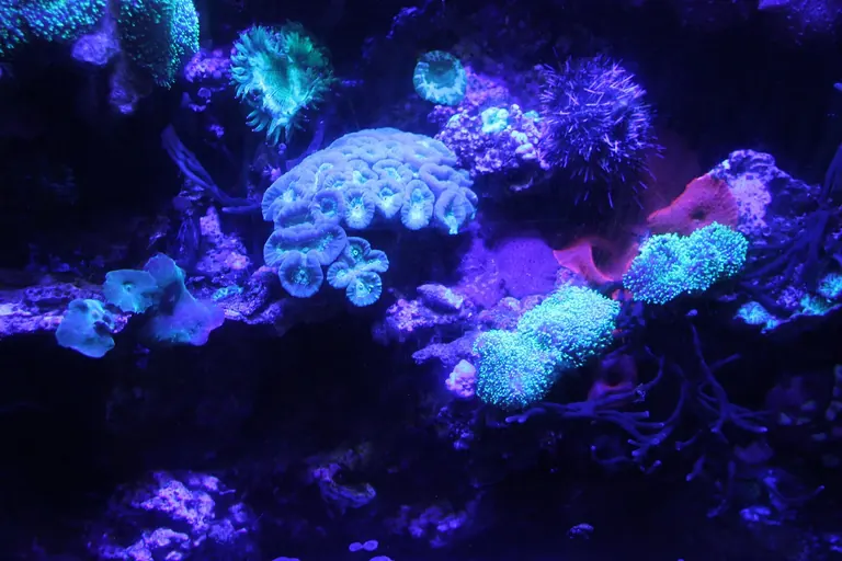 Interior d’una peixera de l’aquari del Horniman Museum
