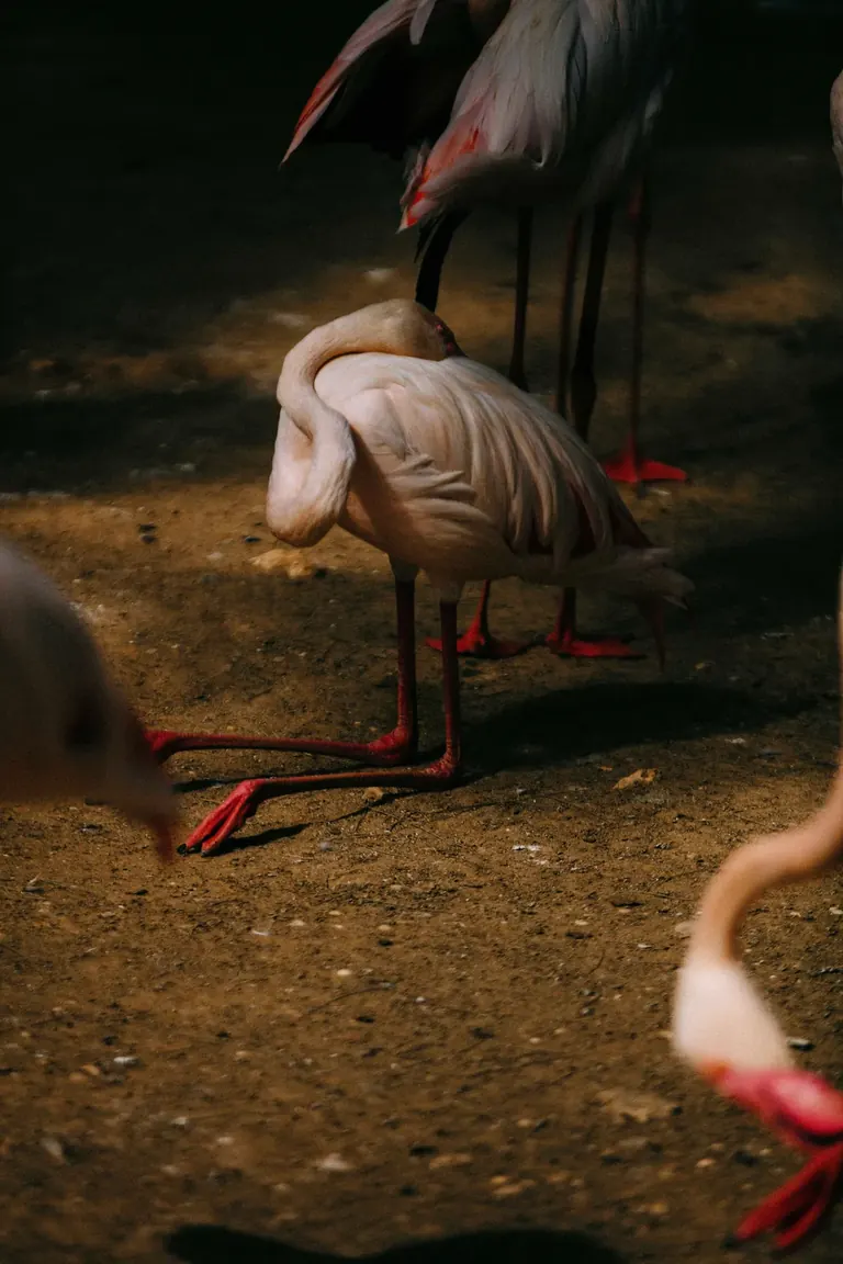 Stelios Kallinikou, Kneeling Flamingo, 2026