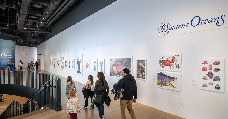Illustrierte wissenschaftliche Darstellungen von Meereslebewesen in der Ausstellung „Opulent Oceans“