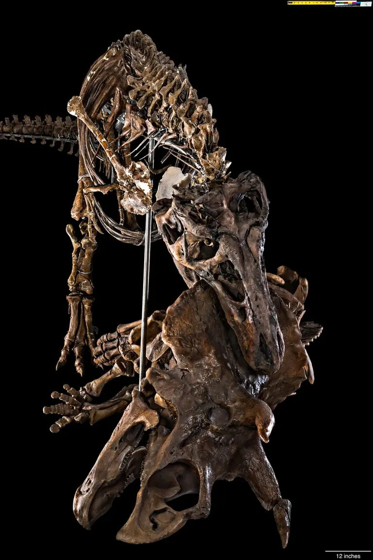 Mounted Tyrannosaurus rex skeleton biting into a Triceratops skeleton