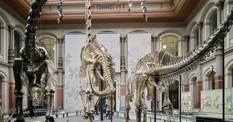Dinosaur skeletons in the museum's atrium