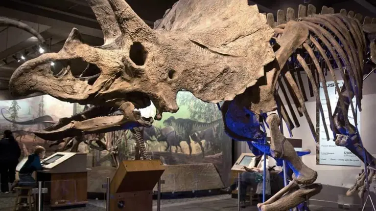 The Triceratops fossil known as Cliff in the Colossal Fossil exhibit