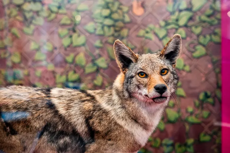 قيوط من معرض California: State of Nature