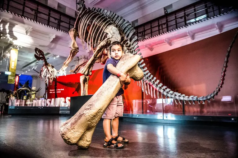 Dinosaur skeleton display in the Australian Museum's Dinosaurs gallery