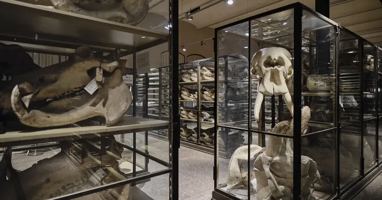Historic metal cabinets of mammal skulls in the research hall