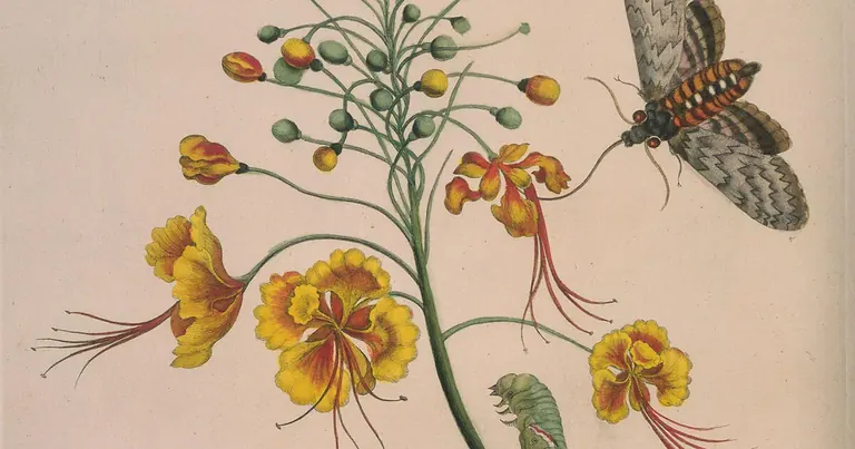 Illustration von Maria Sibylla Merian aus der Ausstellung „What's in a Name?“
