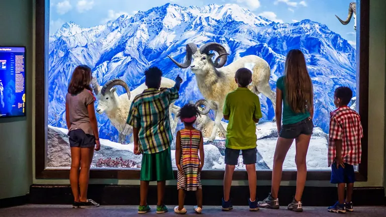 Diorama animalier à l’Academy of Natural Sciences