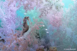 Award-winning nature photograph from the Australian Geographic Nature Photographer of the Year exhibition