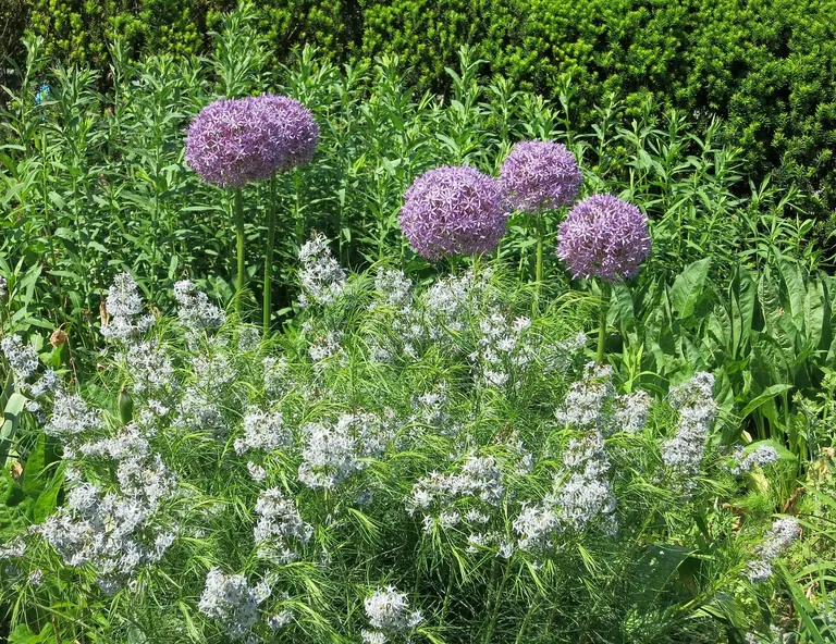 Alliums and Amsonia hubrichtii in the Perennial Border of the Dumbarton Oaks gardens