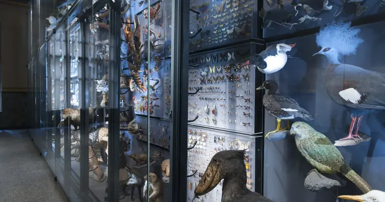 The Biodiversity Wall in Evolution in Action