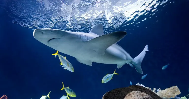 Marrazoak eta arrezifeko arrainak Shedd Aquarium-eko Wild Reef galerian