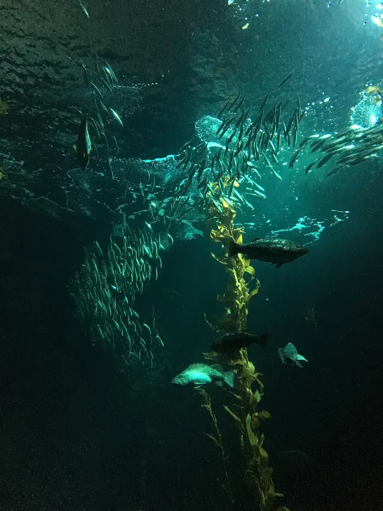 Des visiteurs traversent le tunnel-aquarium immersif de la forêt de kelp, dans la galerie Ecosystems du California Science Center