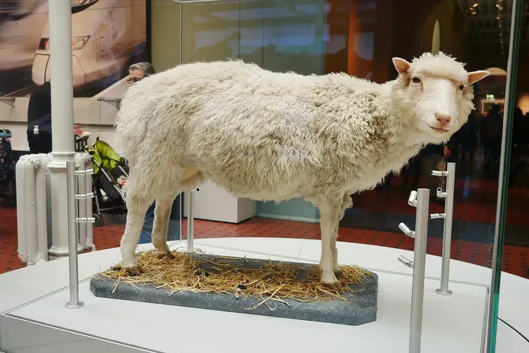 Dolly, la brebis clonée, exposée au National Museum of Scotland