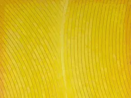 Kenneth Dingwall, Melding (détail), 2026, œuvre abstraite jaune