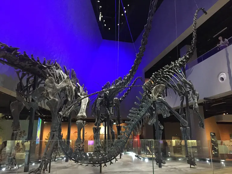 Squelettes de sauropodes diplodocidés présentés dans la zone des dinosaures du Lee Kong Chian Natural History Museum