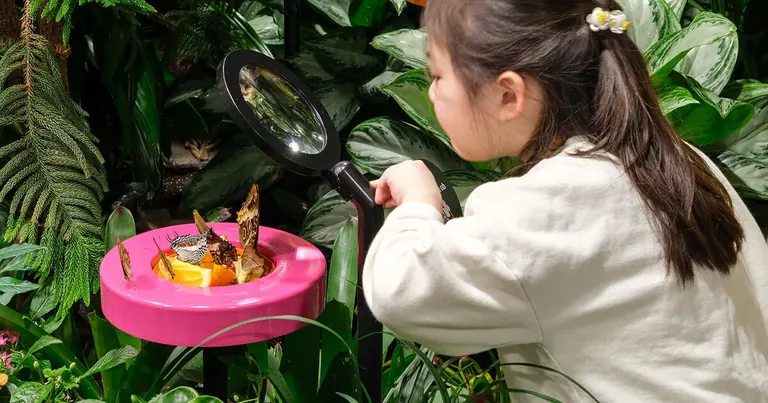 Child views a butterfly through a magnifying glass in the Davis Family Butterfly Vivarium