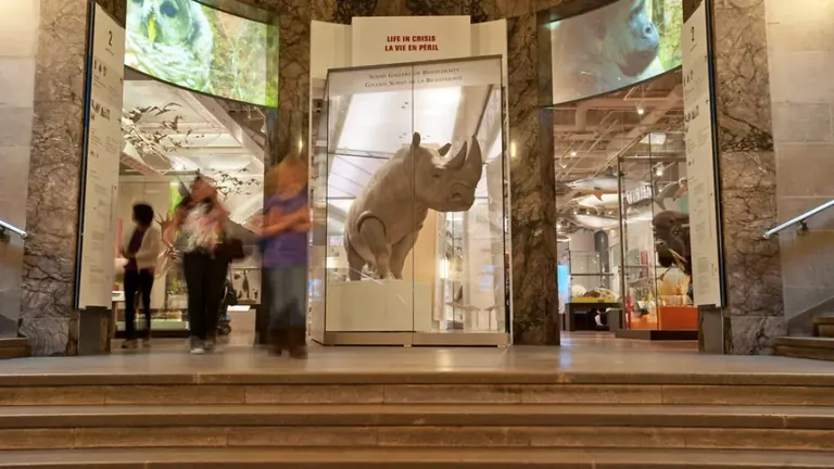 Spécimen de rhinocéros blanc du Sud dans la galerie Schad de la biodiversité