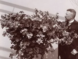 Pélargonium présenté dans l’exposition Prince Plants