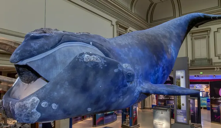 Life-sized North Atlantic right whale model suspended in the Sant Ocean Hall
