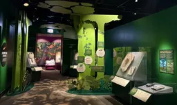 Une section d’une exposition de musée, avec de grandes silhouettes découpées d’arbres et de plantes, ainsi que des spécimens présentés dans des vitrines.