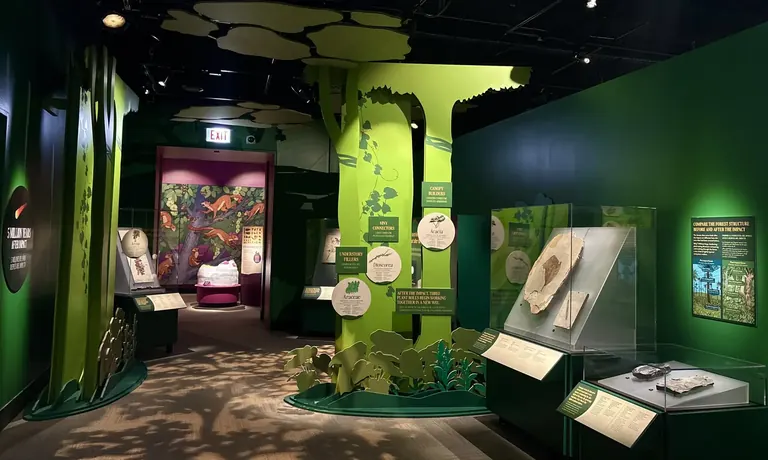 Une section d’une exposition de musée, avec de grandes silhouettes découpées d’arbres et de plantes, ainsi que des spécimens présentés dans des vitrines.