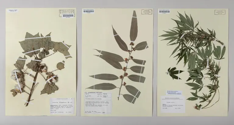 Vue de l’exposition Natur gestaltet au Museum Mensch und Natur