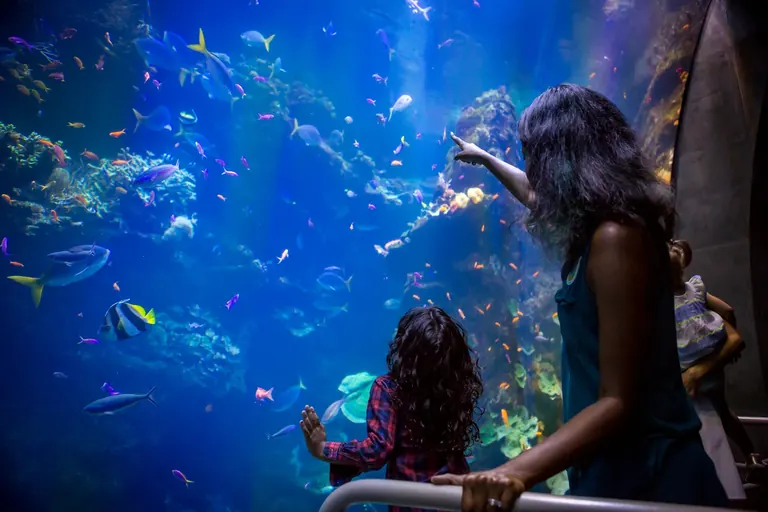 زوار أمام حوض للشعاب المرجانية في Steinhart Aquarium
