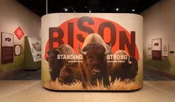 Entrance to the Bison: Standing Strong exhibit with the title wall and a photograph of four bison