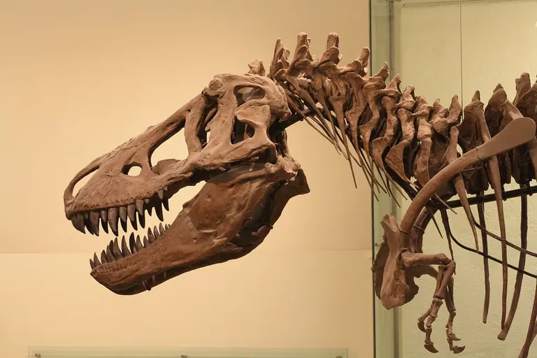 Das montierte Skelett des Tyrannosaurus rex AMNH 5027 in der Hall of Saurischian Dinosaurs