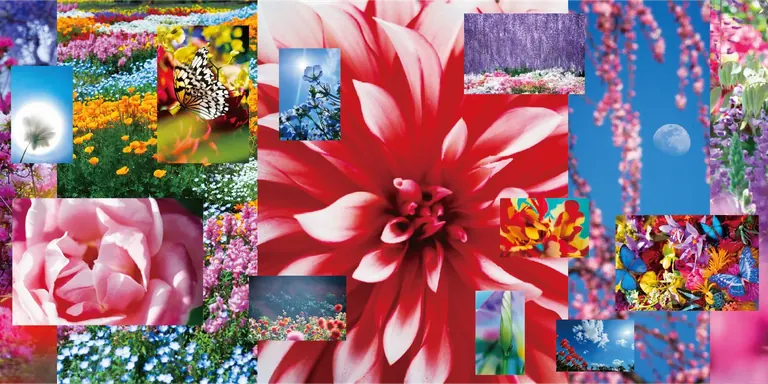 Mika Ninagawa, Feel the Flow(ers), Brooklyn Museum