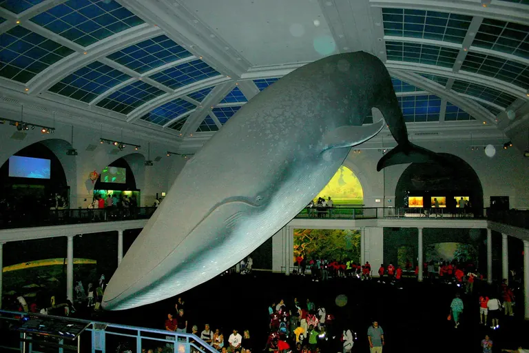 Das 94 Fuß lange Modell eines Blauwals, das in der Milstein Hall of Ocean Life aufgehängt ist