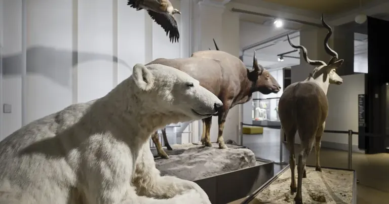 Taxidermy specimens in the Highlights of Taxidermy gallery