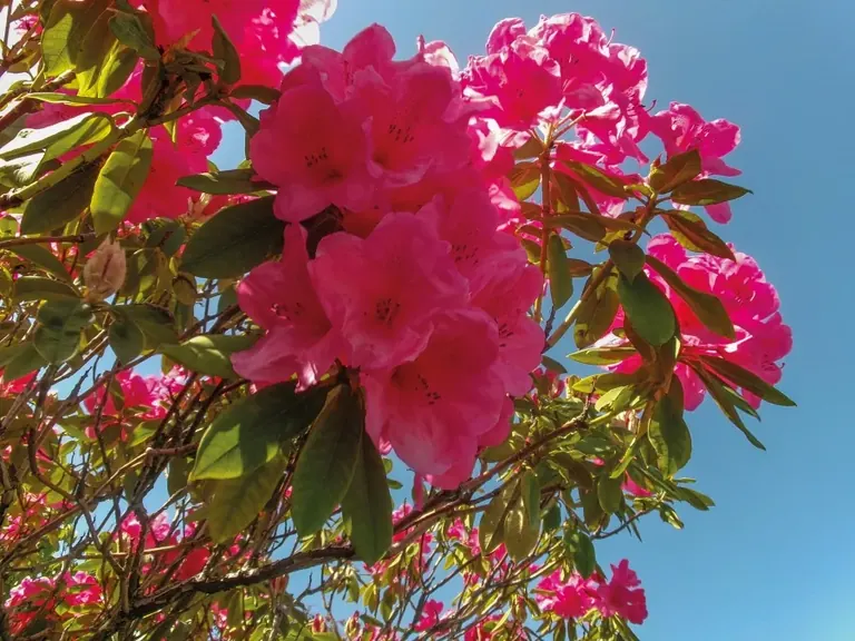 أزهار وردية متفتحة على خلفية سماء زرقاء، من معرض «In our Nature»