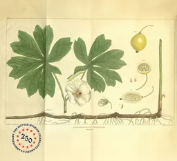 Illustration botanique patinée d’une podophylle peltée, avec des feuilles vert foncé, une fleur blanche et un fruit jaune