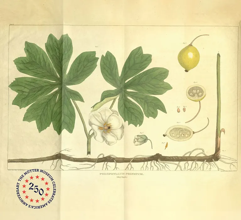 Illustration botanique patinée d’une podophylle peltée, avec des feuilles vert foncé, une fleur blanche et un fruit jaune