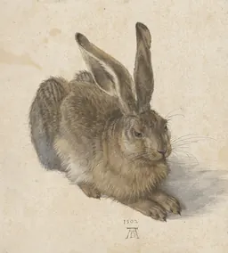 Albrecht Dürer، Young Hare، 1502
