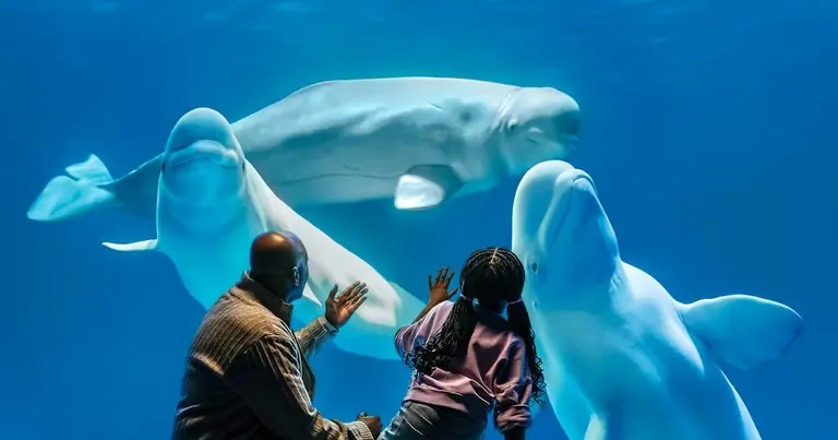 Beluga bat Shedd Aquariumeko Abbott Oceanarium aretoan