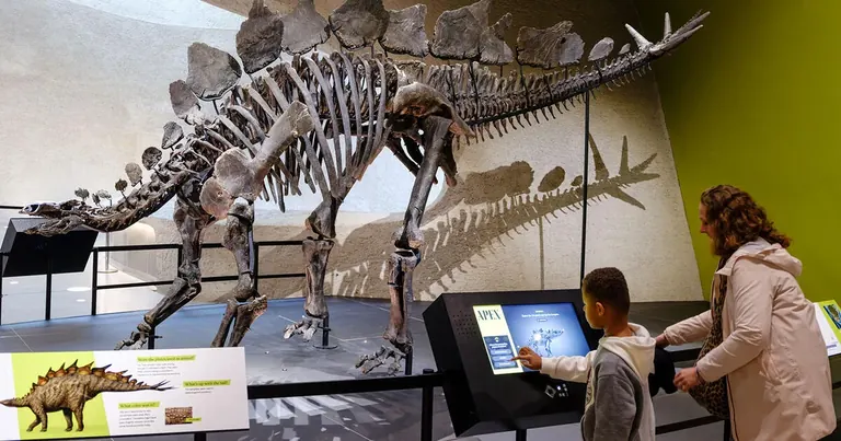 The Apex Stegosaurus fossil skeleton on display