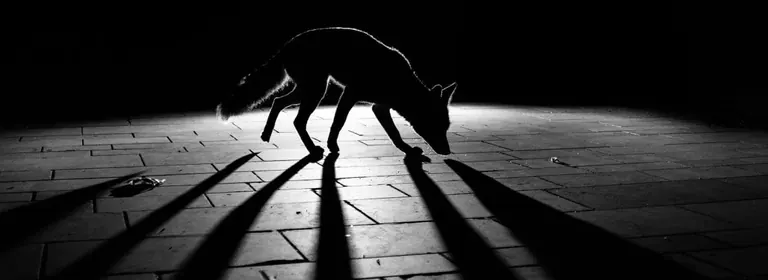 Fotografia premiada de fauna salvatge de l’exposició British Wildlife Photography Awards