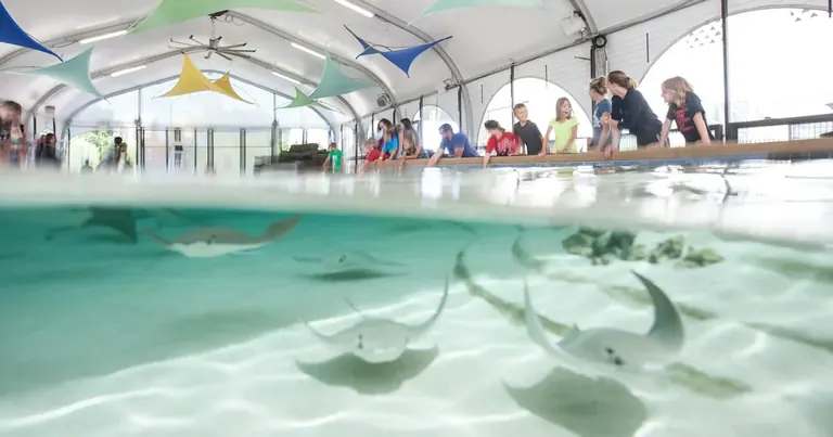 Sudurmotz-izpiak Shedd Aquariumeko Stingray Touch ukipen-igerilekuan