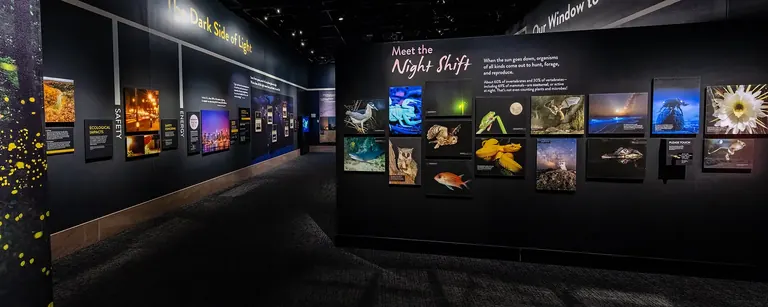 Darkened gallery in Lights Out with an illuminated wall of nocturnal animal photographs
