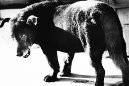 Daido Moriyama photograph from Love Letters to Photography