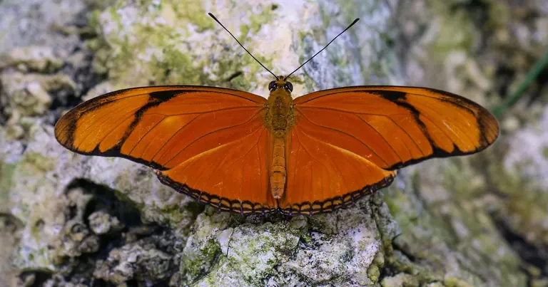 Πεταλούδα Julia στο Butterfly House