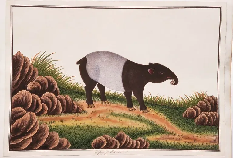 Aquarelle d’un tapir de Malaisie issue de la William Farquhar Collection of Natural History Drawings