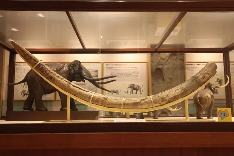 Défense fossilisée d’un éléphant de Naumann